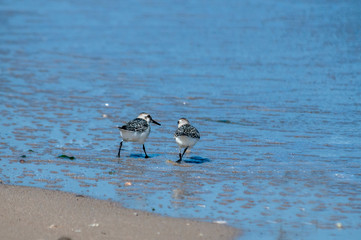Common sandpipers  Actitis hypoleucos on sand beach water line in sunny summer day