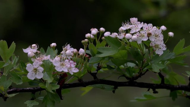 Branch of hawthorn in blossom (Crataegus) - (4K)