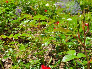 wild strawberry plants in the garden
