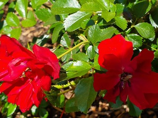 Fototapeta premium red hibiscus flower