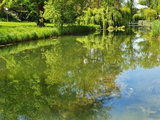 reflection of trees in the water
