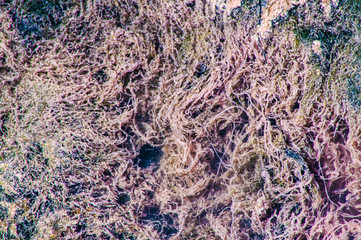 pink texture pattern of polluted waters caused by organic matters in a lake in brazil