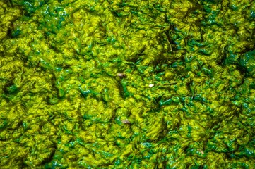 Fototapeta na wymiar green texture pattern of pollution caused by organic matter