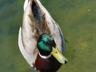 duck on the water