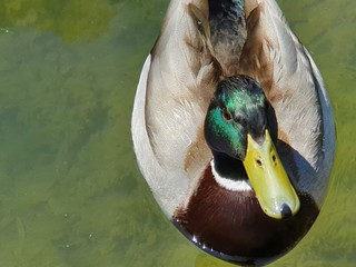 duck on the water