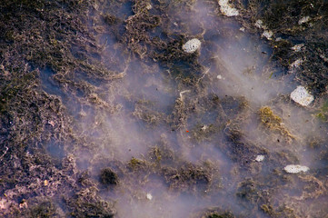pollution caused by organic matter in a lake