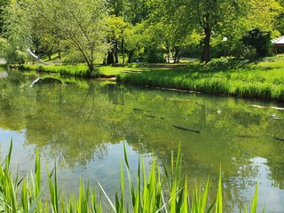 pond in the park, fisch, lake