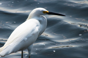 close shot of a white egret with water as background