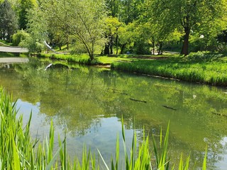 pond in the park