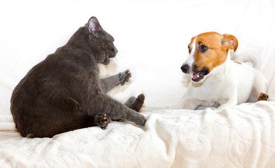 Jack Russell Terrier invites you to play the gray cat