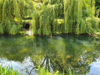 pond in the forest