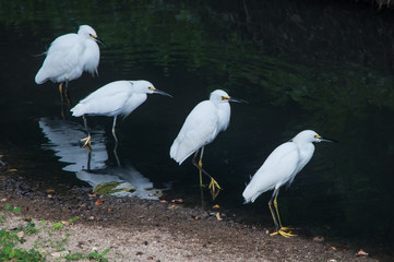 four white egrets on river