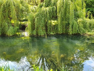 lake in the forest