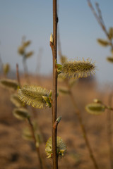 Fototapeta premium pussies of the willow