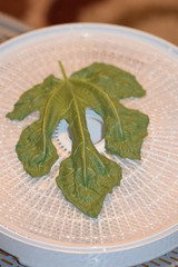 Dehydrated Fig Tree Leaves for Tea