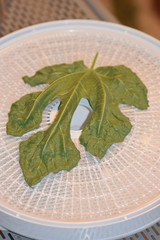 Dehydrated Fig Tree Leaves for Tea