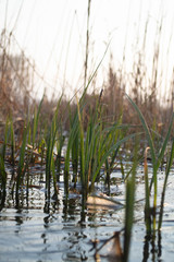 reeds in the lake