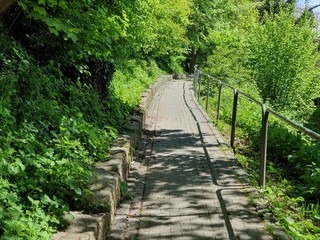 wooden bridge in the woods