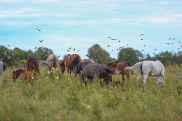 herd of horses grazing in meadow