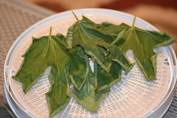 Dehydrated Fig Tree Leaves for Tea