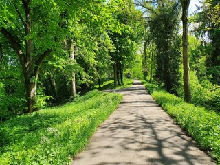 Obraz premium footpath in the park