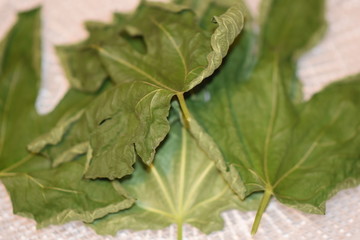 Dehydrated Fig Tree Leaves for Tea