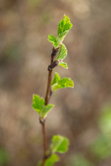 young plant in the garden