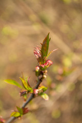 flower in spring