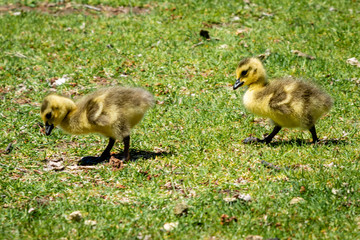 Geese in spring time with goslings