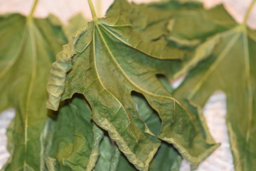 Dehydrated Fig Tree Leaves for Tea