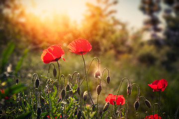Obraz premium Poppy flowers in a beautiful sunny day