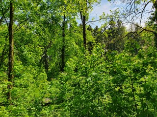 green forest in the morning