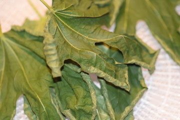 Dehydrated Fig Tree Leaves for Tea