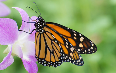 Butterfly 2019-8 / Monarch butterfly (Danaus plexippus)  On purple flower