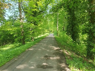 footpath in the park