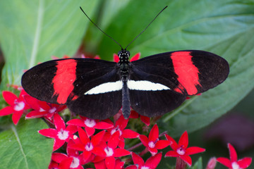 Butterfly 2019-9 / Postman Butterfly Heliconius melpomene