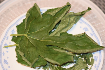 Dehydrated Fig Tree Leaves for Tea