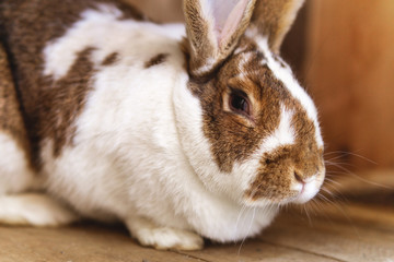 Big cute rabbit with big eyes. In a wooden cage