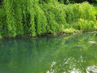 green grass in the pond