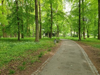 road in the forest