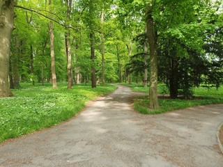 path in the park