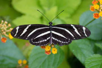 Butterfly 2019-10 / Zebra Longwing (Heliconius charithonia)