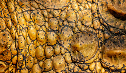 Closed up of crocodile's skin. It is a shell from above the Nile crocodile. It is wildlie photo in Senegal, Africa. It is natural texture. The colour is yellow, khaki nad black.