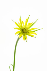 fiore giallo isolato di tragopogon