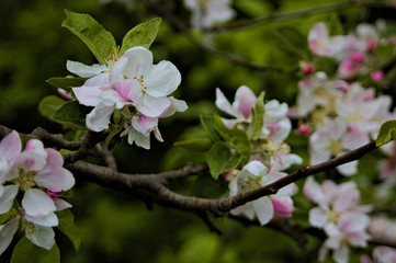 white-pink flowers on brown branch with green leafs