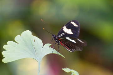 Butterfly 2019-15 / Sara Longwing  Heliconius sara