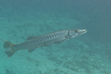 Great barracuda (Sphyraena barracuda) swimming upon corals of Raja Ampat