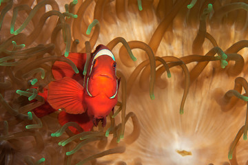 Spinecheek anemone fish (Premnas biaculeatus) among tentacles of a sea anemone, Bali, Indonesia