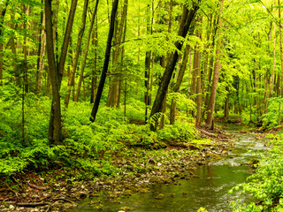 Rainy day by mountain river in the spring