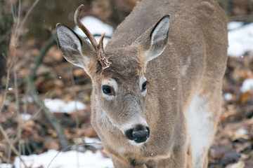 White-tailed deer (Odocoileus virginianus) buck with atypical antler.